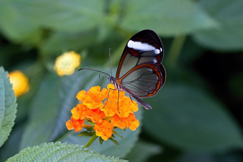 vlinder vlinders hdr insect insecten nederland uitheems Lepidoptera rups rupsen vlindertuin natuur